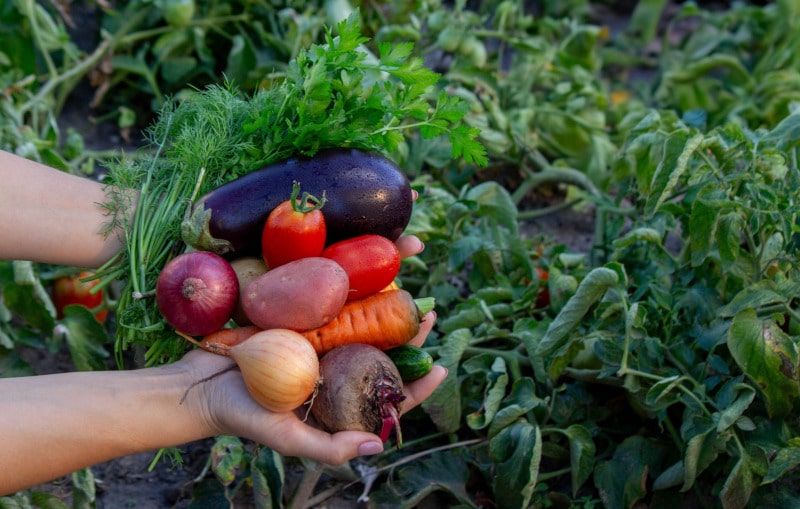 alimentación y sostenibilidad