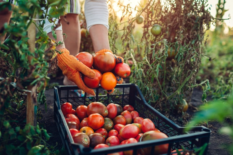 alimentación y sostenibilidad